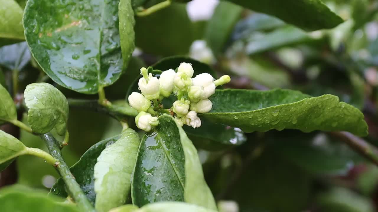 柠檬花与绿色的叶子在树上概念柠檬花和酸橙植物视频素材