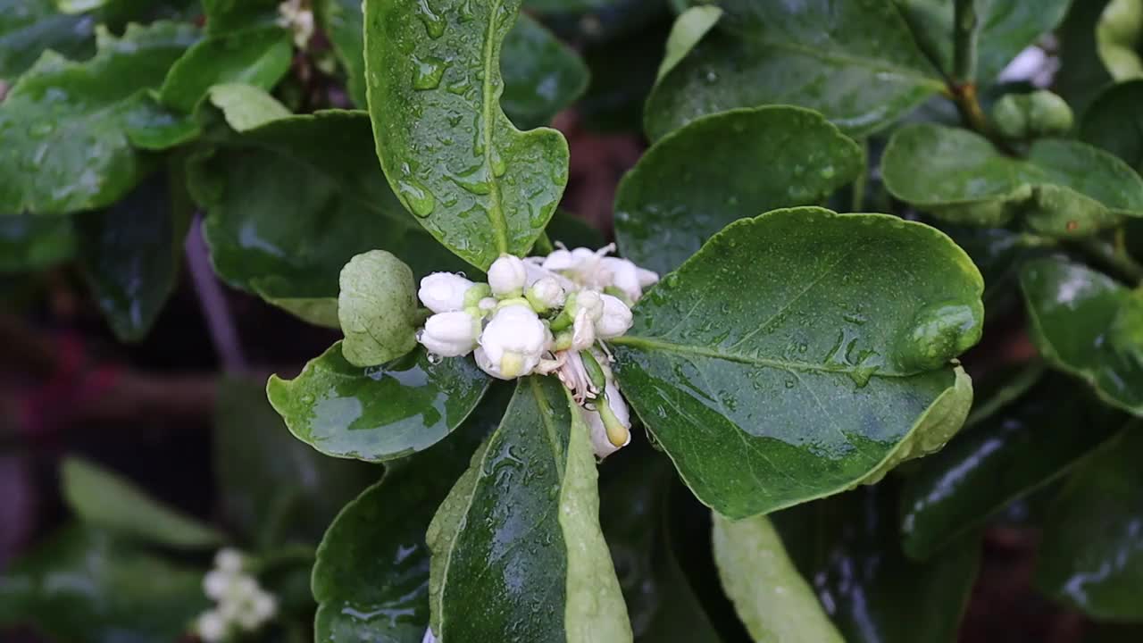 柠檬花与绿色的叶子在树上概念柠檬花和酸橙植物视频素材