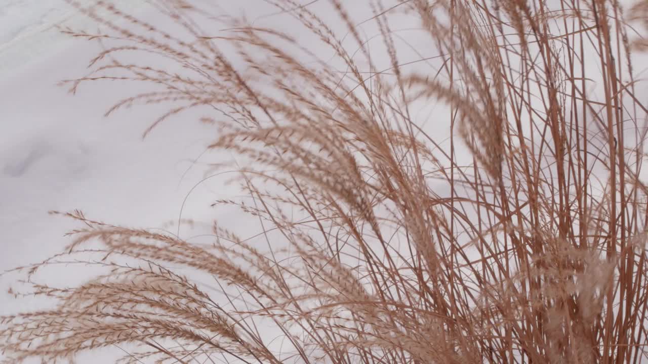 潘帕斯草在城市公园中的景观设计。干燥的蓬松的金色芦苇景观在白雪的背景。芦苇植物视频素材