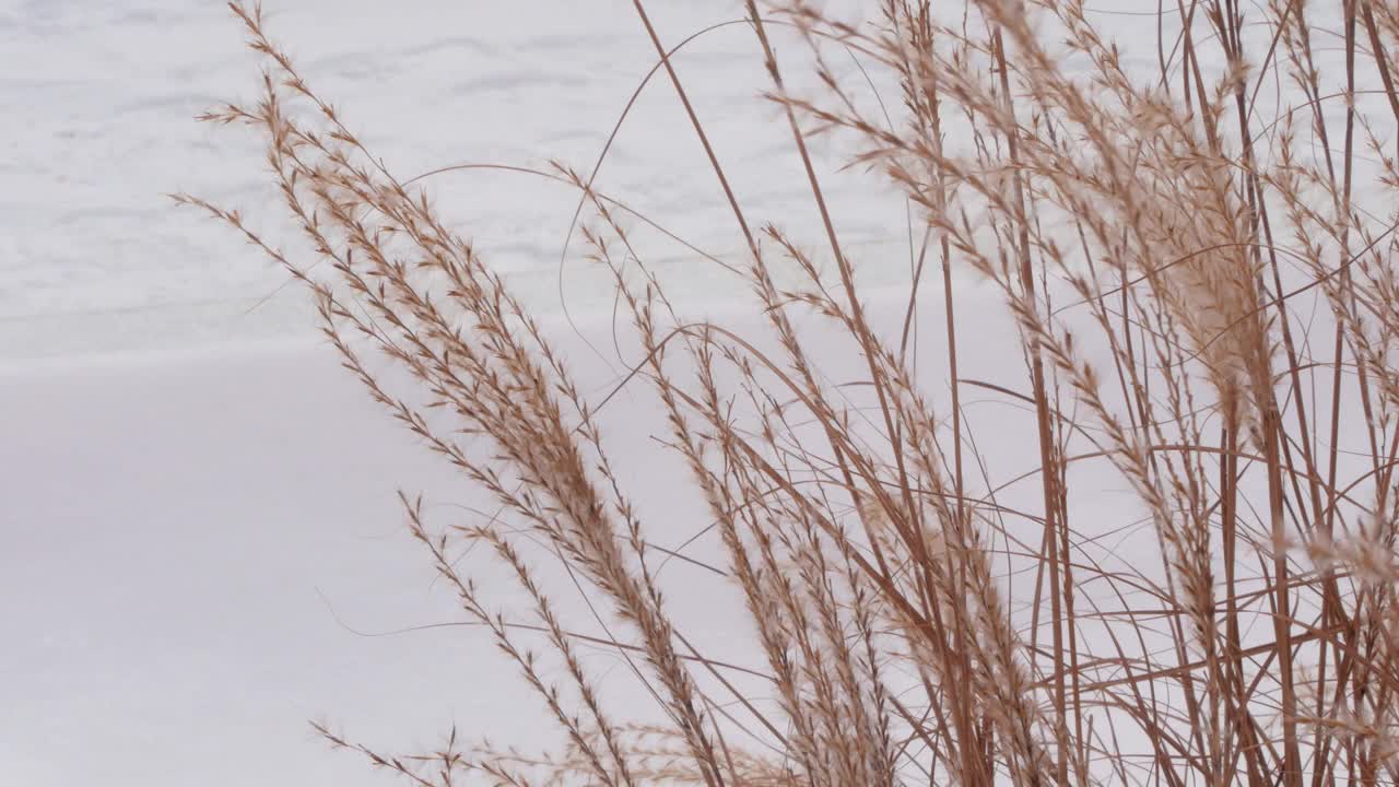 潘帕斯草在城市公园中的景观设计。干燥的蓬松的金色芦苇景观在白雪的背景。芦苇植物视频素材