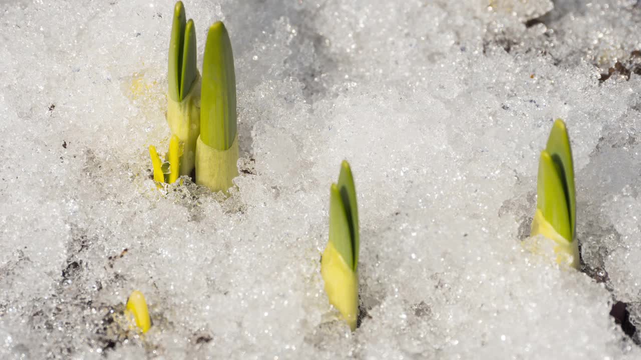 雪融化的时间流逝视频素材