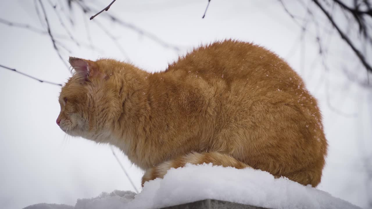 昏昏欲睡的红姜有魅力的猫从雪地围栏下来视频素材