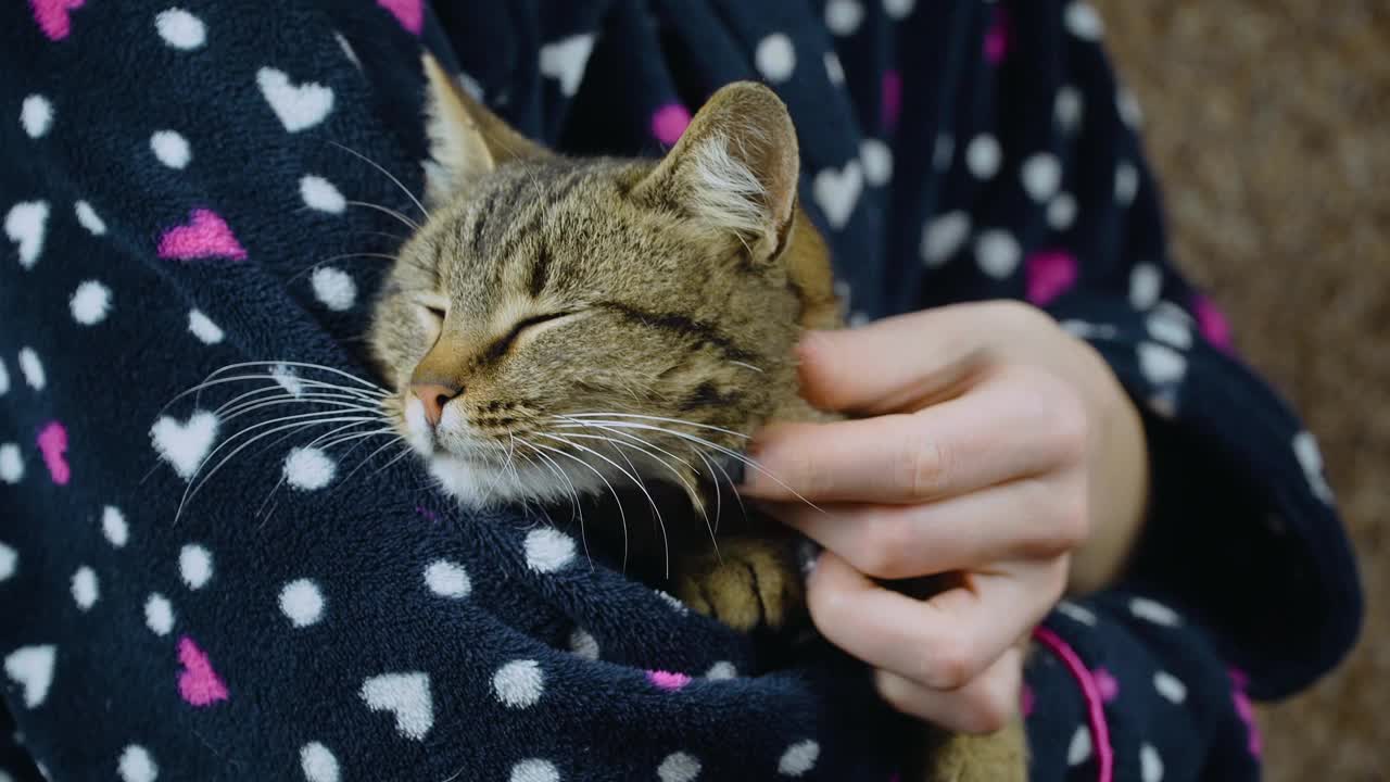 年轻美丽的条纹猫放松在可爱的主人女性和享受快乐的动物生活视频素材