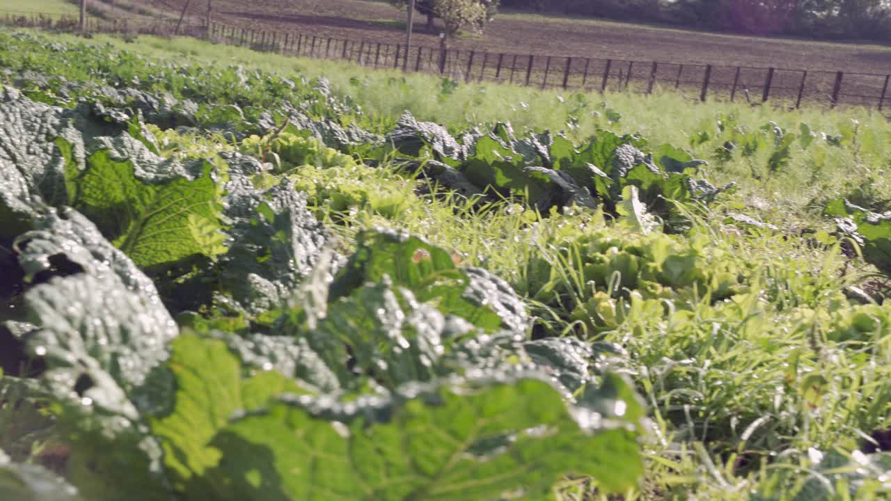 用淘金盘在卷心菜地里逐行淘金视频素材