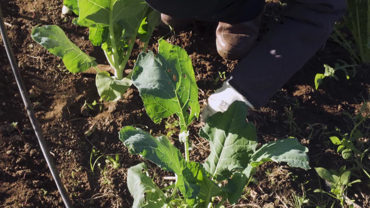 在菜园里除草的人的手视频素材