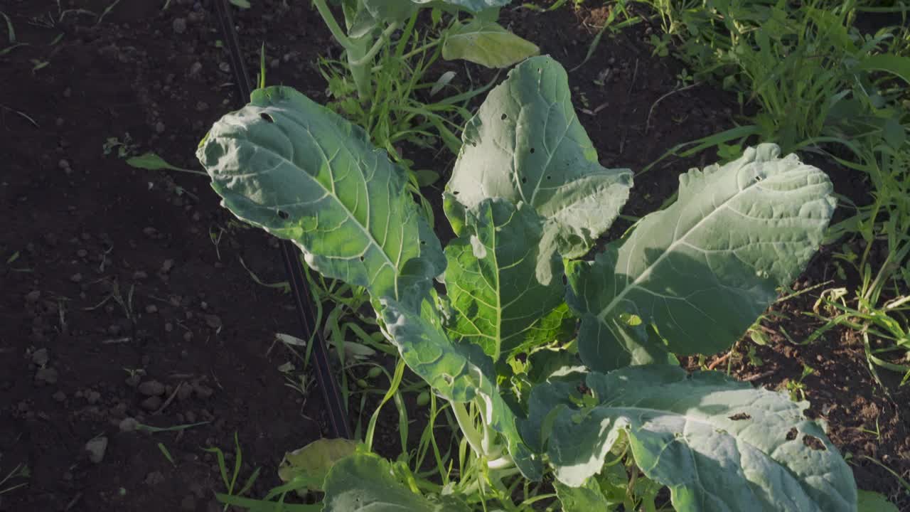 在清晨的羽衣甘蓝丛中散步视频素材