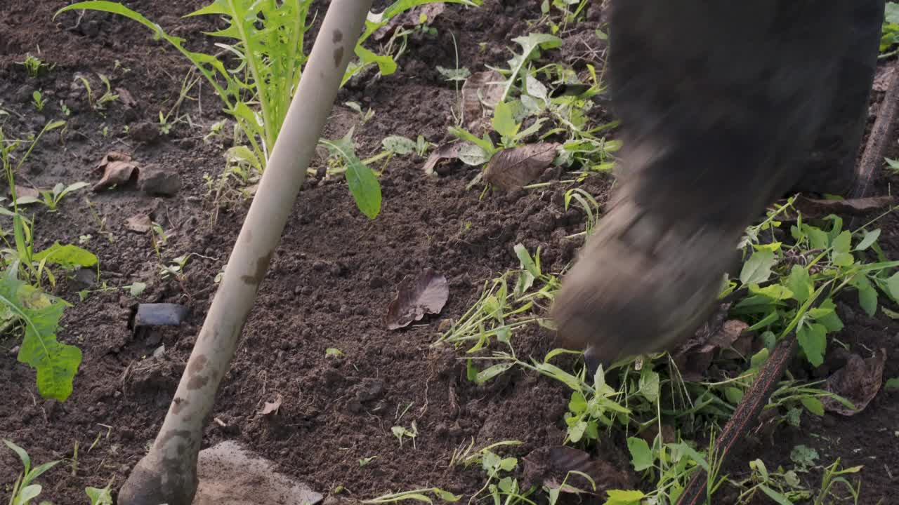 在蔬菜园里用锄头除草视频素材