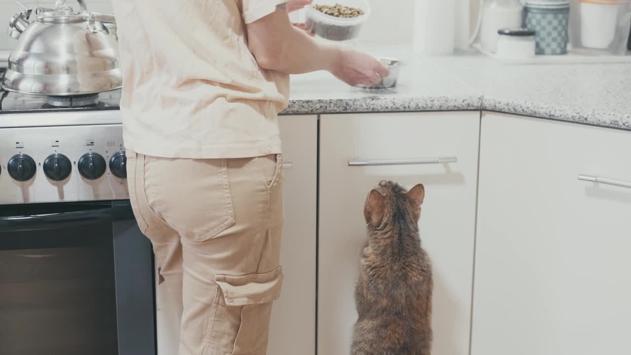 饥饿的家猫要求吃东西。视频素材