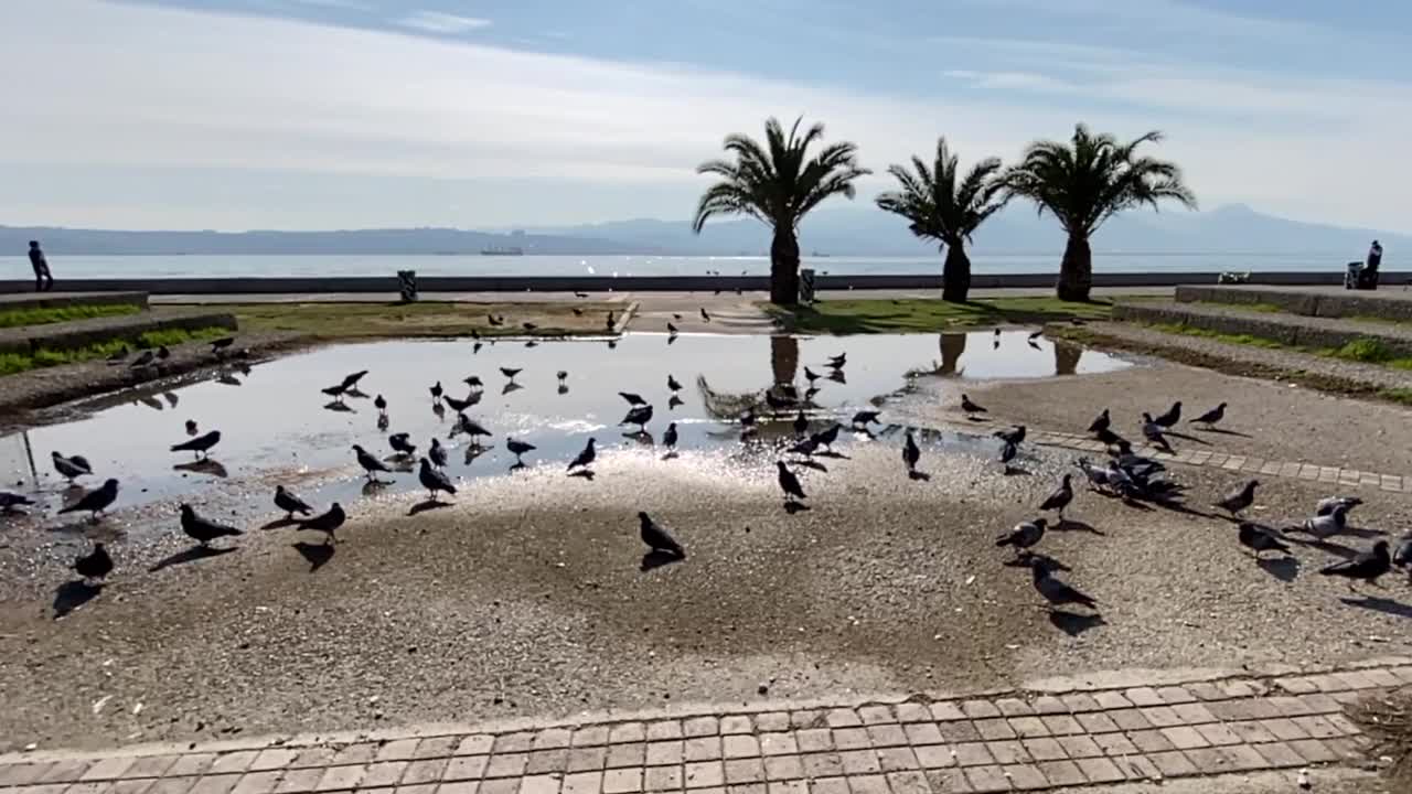 鸟类的飞行视频素材