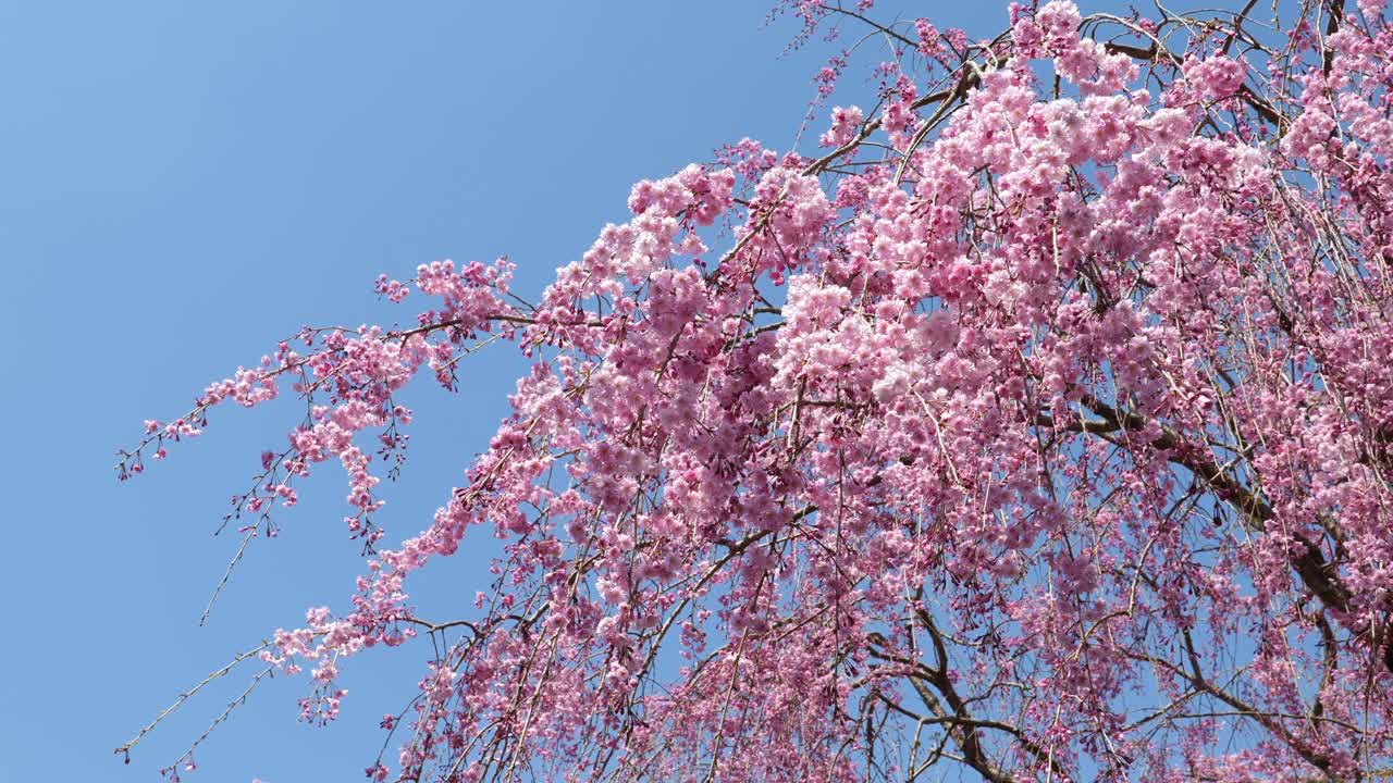 Shidarezakura(哭泣的樱花)在风中对着蓝天摇曳视频素材