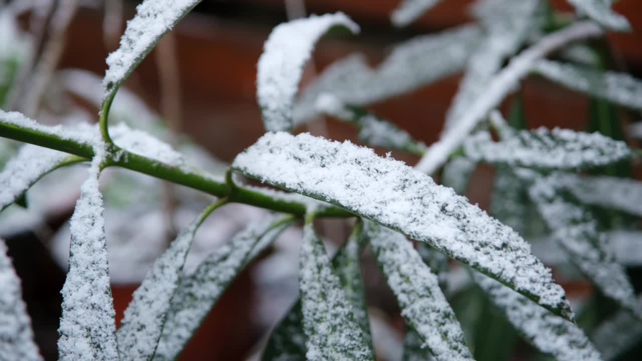 树枝上被雪覆盖的绿叶或灌木。视频素材