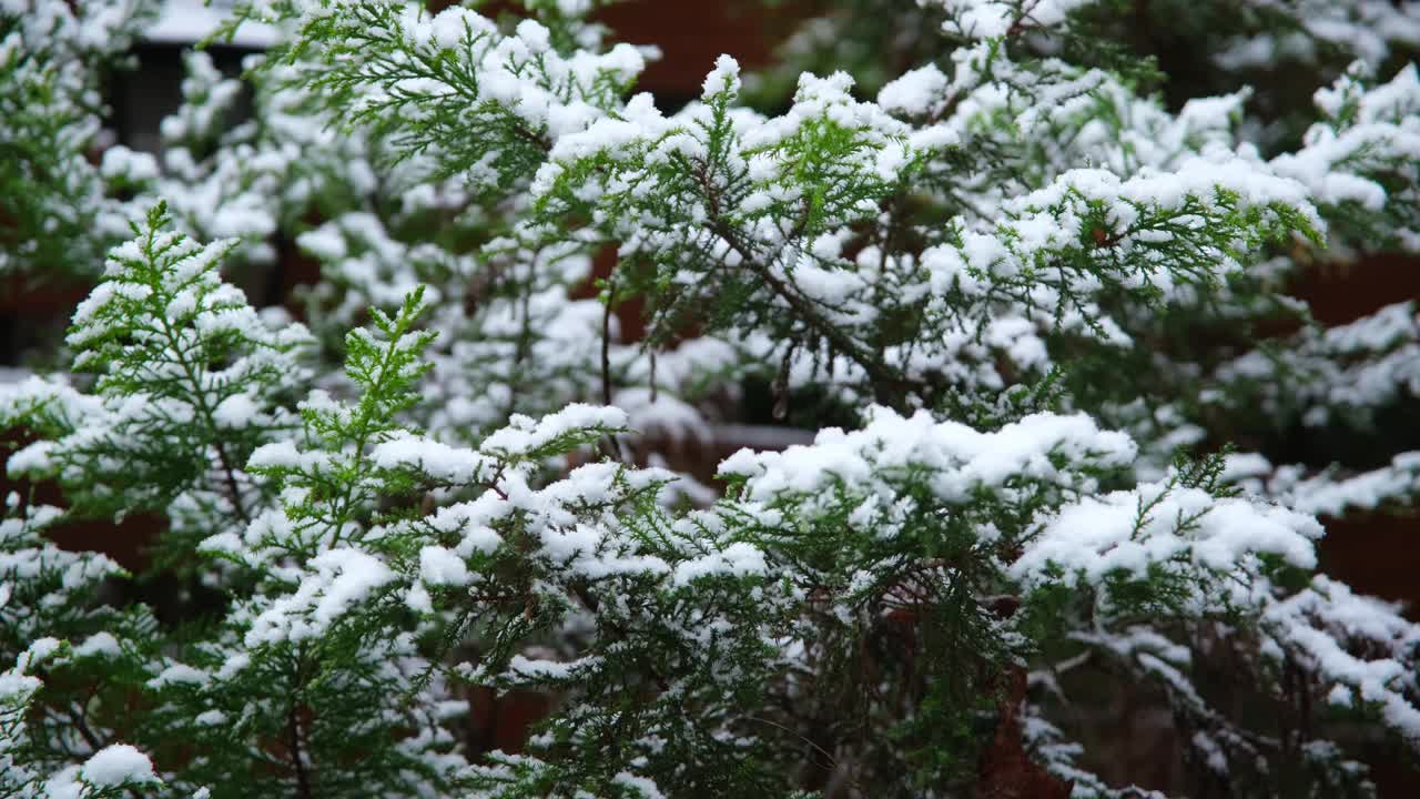 雪花落在冷杉树枝上。雪从森林里的松树树枝上落下。视频素材