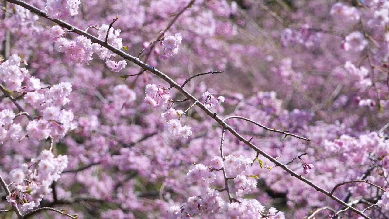 粉红色的樱花随风摇曳视频素材