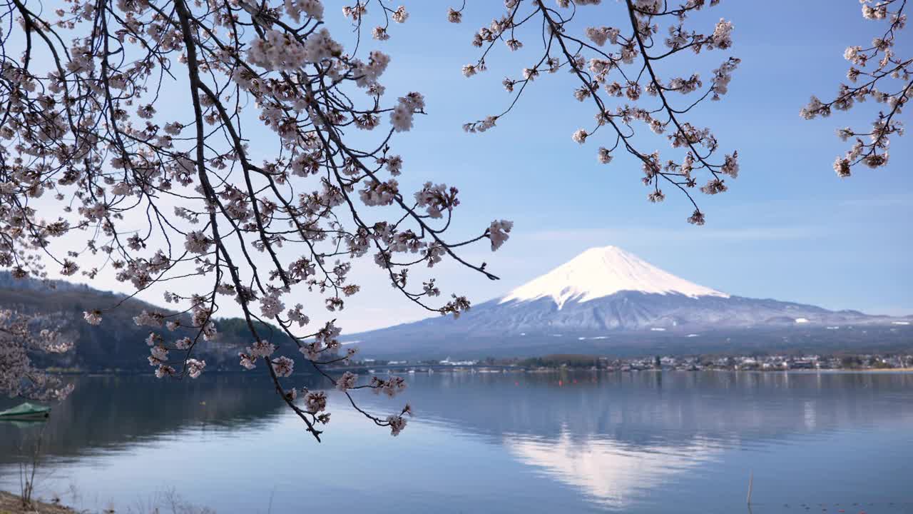 富士山映在樱花下的湖中(放大)视频素材