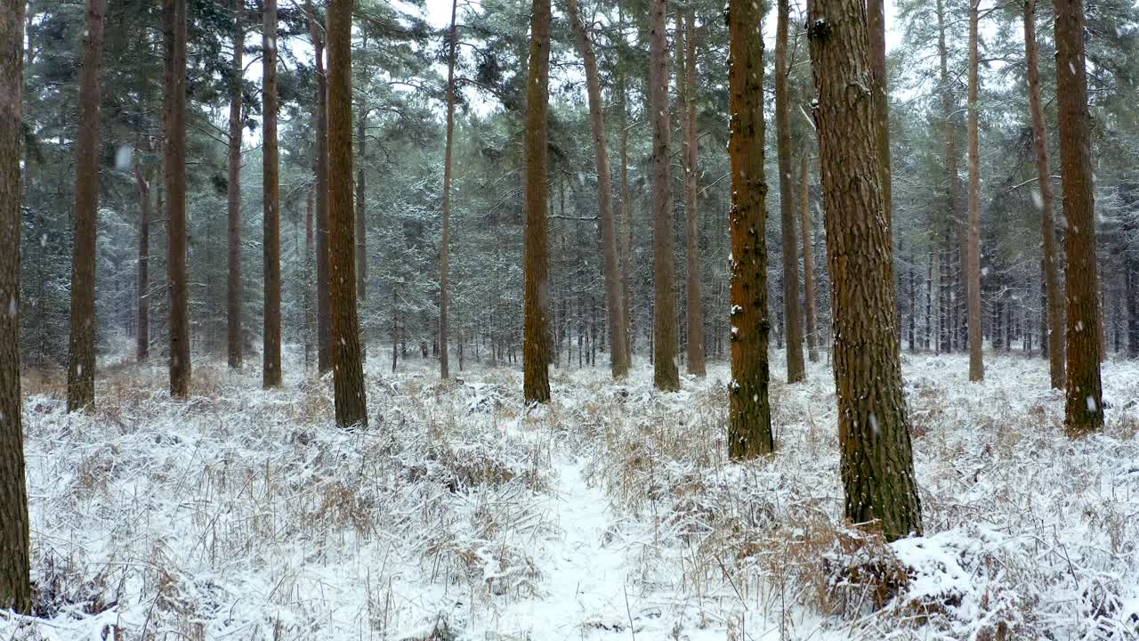 不断上升的无人机视野穿过积雪的森林，穿过树冠视频素材