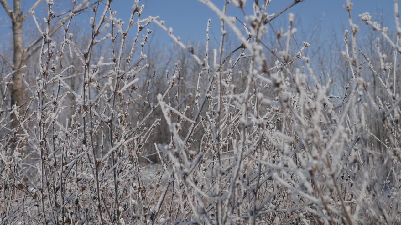 白霜覆盖着草地上的植物。视频素材