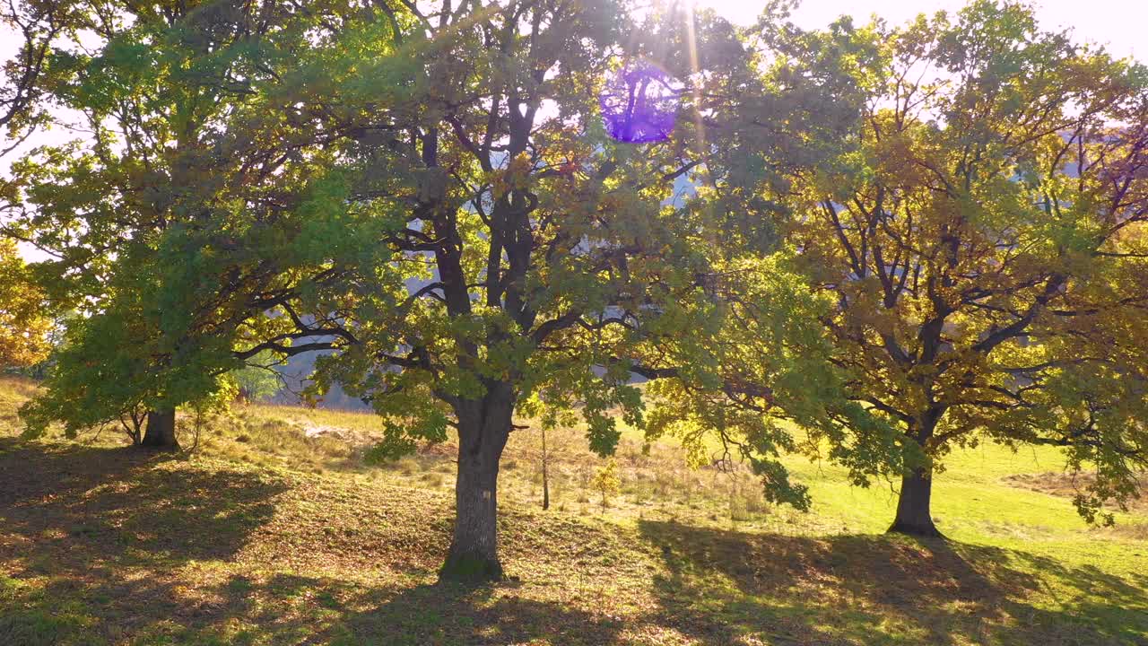 鸟瞰图的山，绿色草地和橡树对太阳。安静的橡树森林。秋天的森林的颜色。全景鸟瞰图的景观与软木橡树。秋天美丽的色彩。视频素材