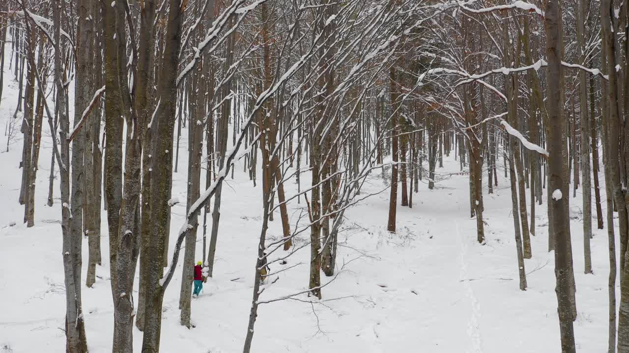 Splitboard和滑雪旅游概念。上山在山林中成一条线。冬季探险和令人呼吸的景色。在森林里劈木板，在白粉日。冬季徒步旅行。视频素材