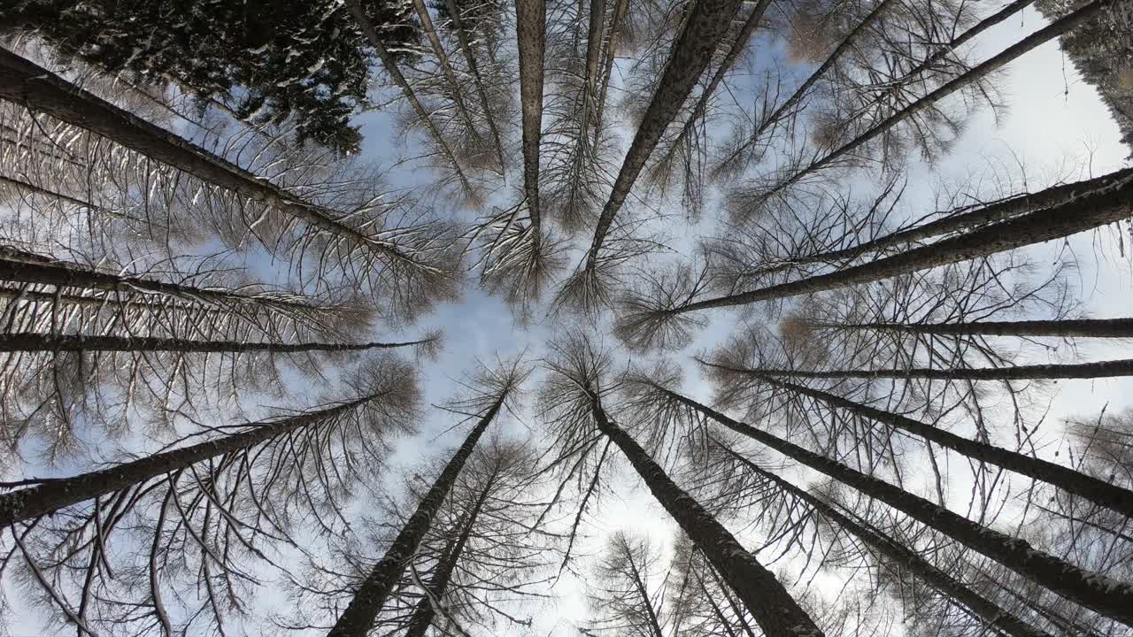 冬季森林。白雪覆盖的树枝在冬天的森林里。冬天的风景，森林，树木覆盖着霜，雪。航拍，冬季的山林。滑雪胜地视频素材