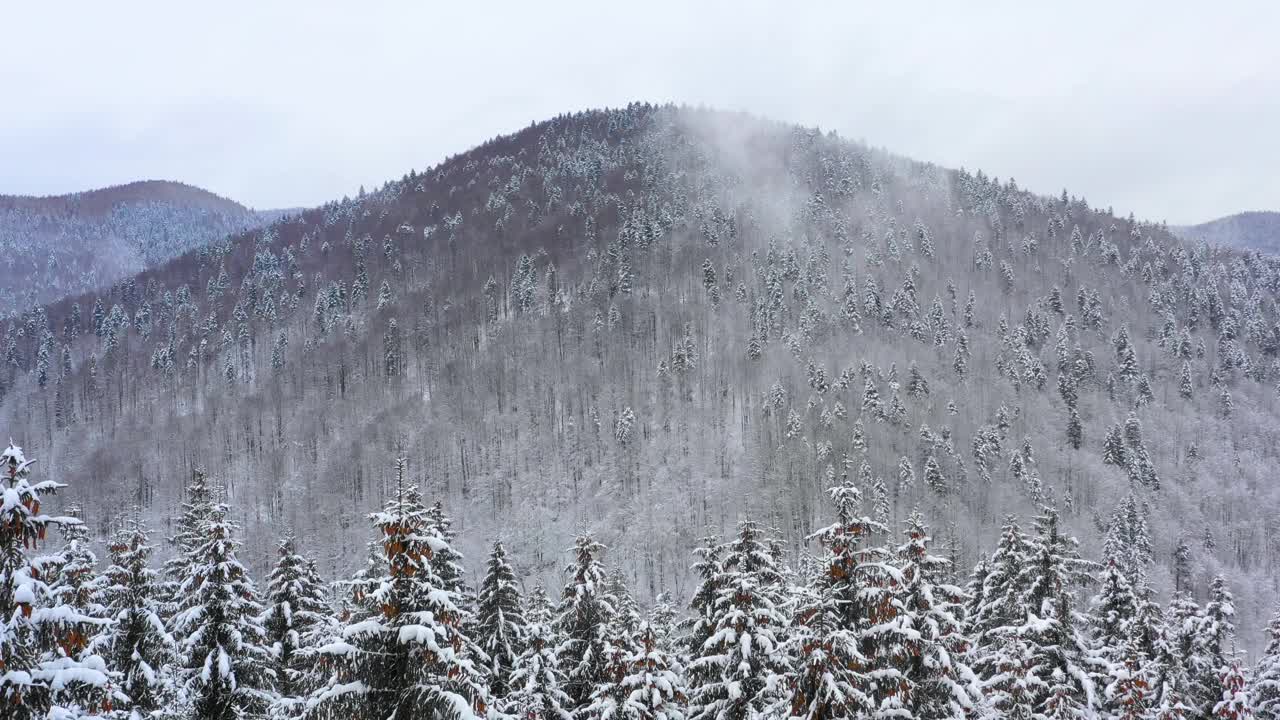 鸟瞰图:冬季森林。白雪覆盖的树枝在冬天的森林里。冬天的风景，森林，树木覆盖着霜，雪。航拍，冬季的山林。滑雪胜地视频素材