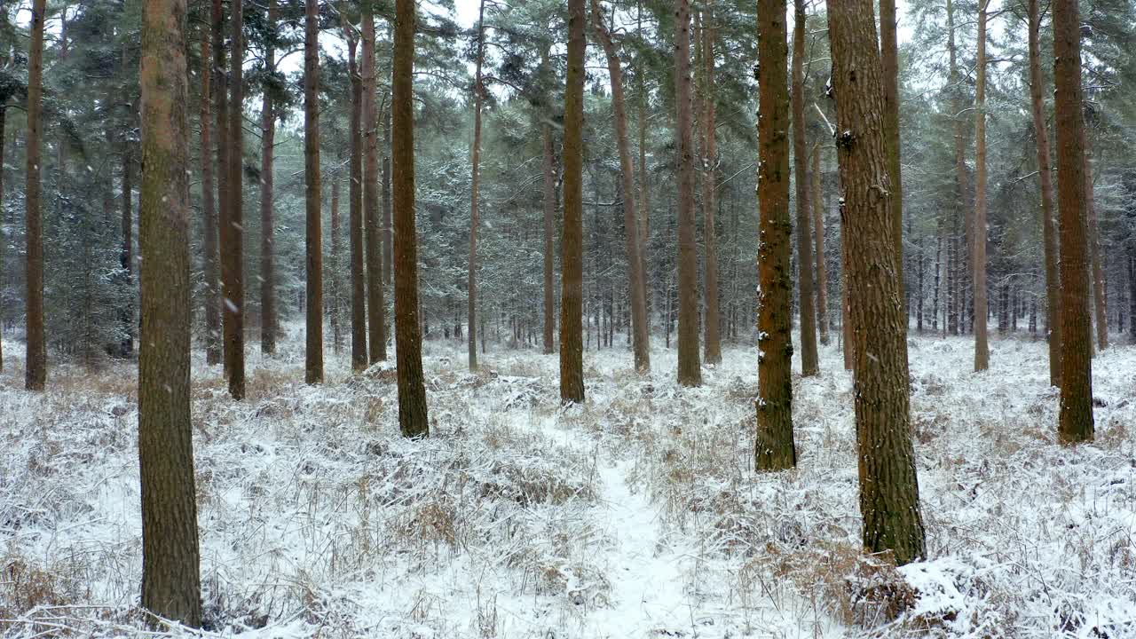 无人机视野通过雪域森林视频素材