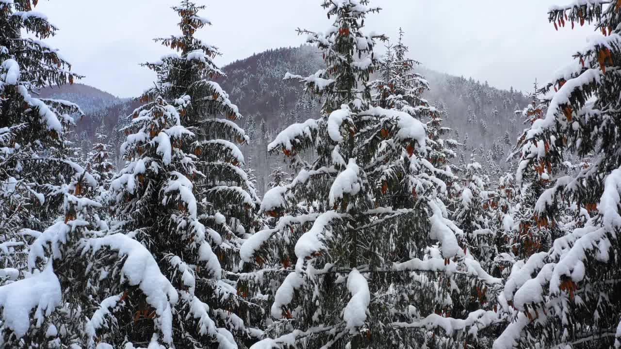 鸟瞰图:冬季森林。白雪覆盖的树枝在冬天的森林里。冬天的风景，森林，树木覆盖着霜，雪。航拍，冬季的山林。滑雪胜地视频素材