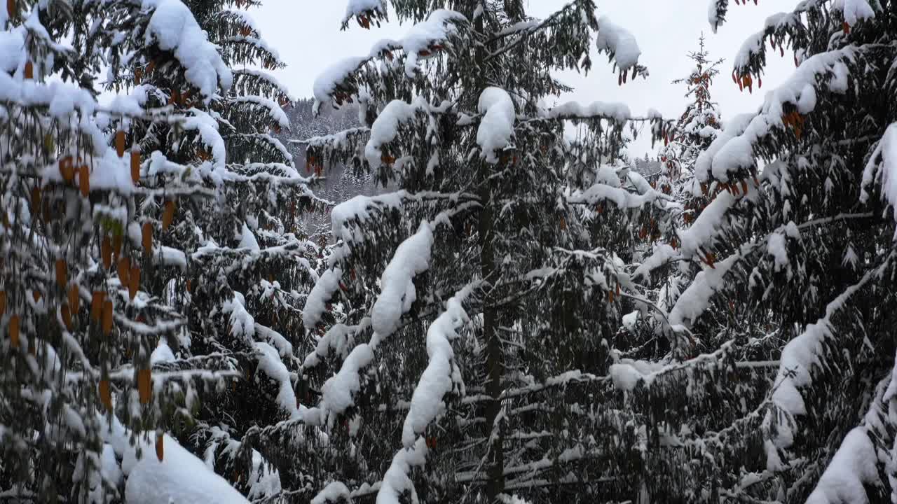 鸟瞰图:冬季森林。白雪覆盖的树枝在冬天的森林里。冬天的风景，森林，树木覆盖着霜，雪。航拍，冬季的山林。滑雪胜地视频素材