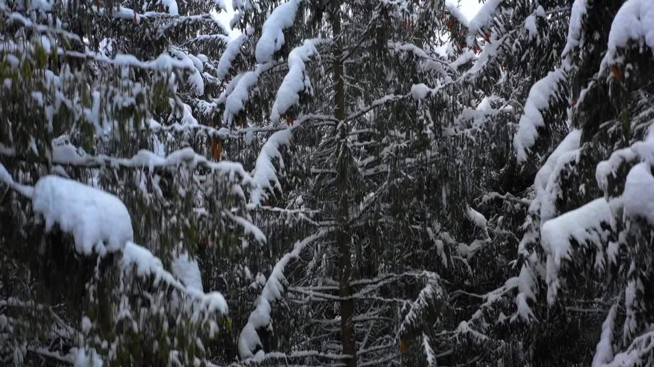 鸟瞰图:冬季森林。白雪覆盖的树枝在冬天的森林里。冬天的风景，森林，树木覆盖着霜，雪。航拍，冬季的山林。滑雪胜地视频素材