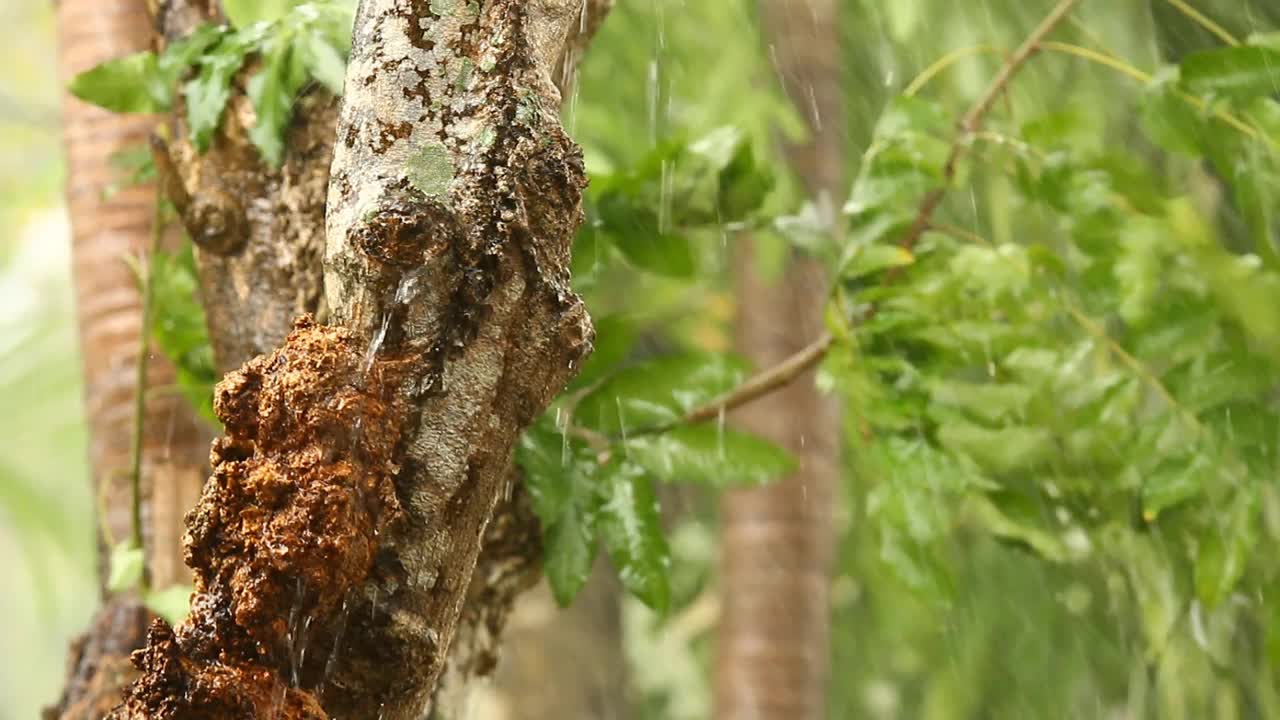 树在暴风雨中移动视频素材