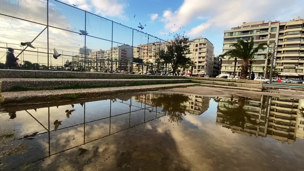 鸟类的飞行视频素材