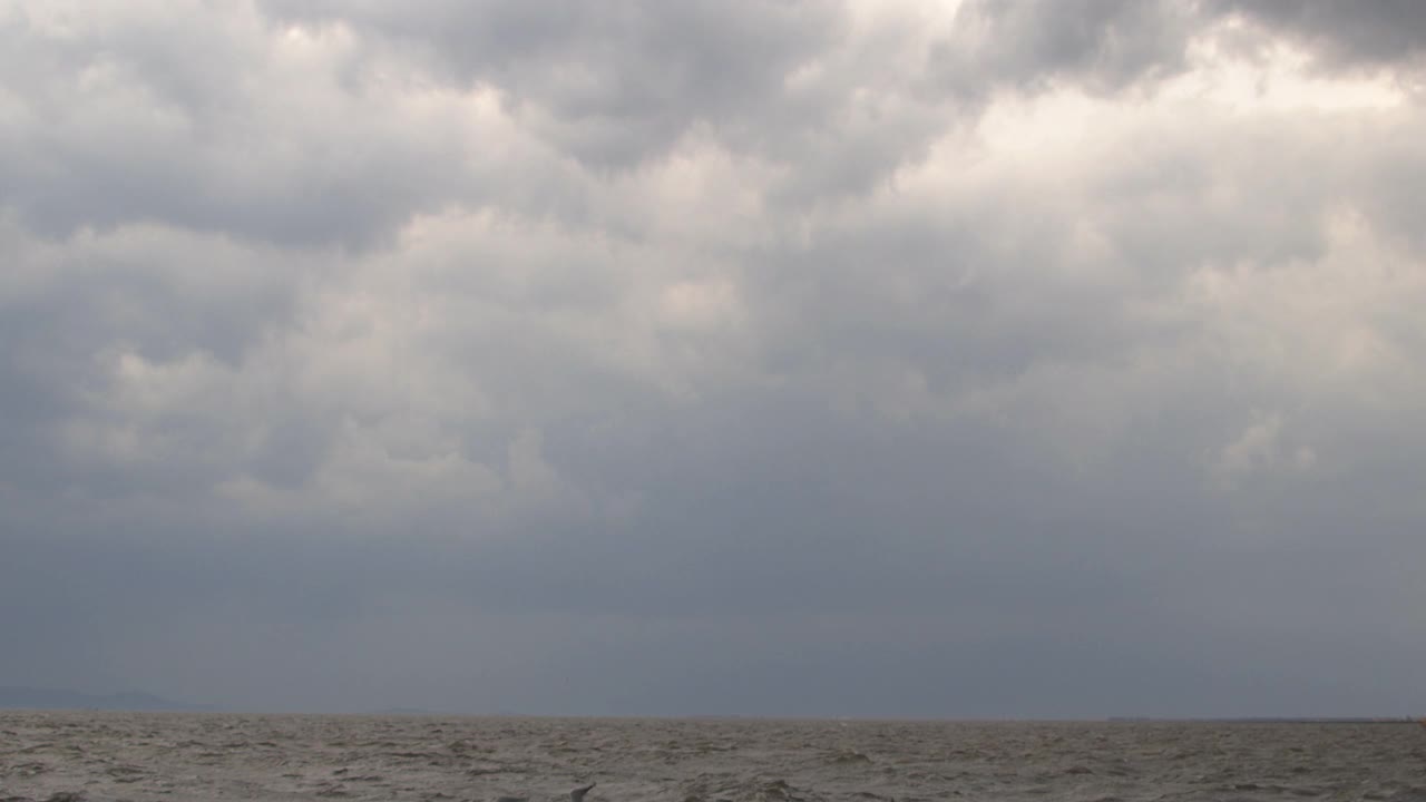 一群海鸥在暴风雨的天空中飞翔视频素材