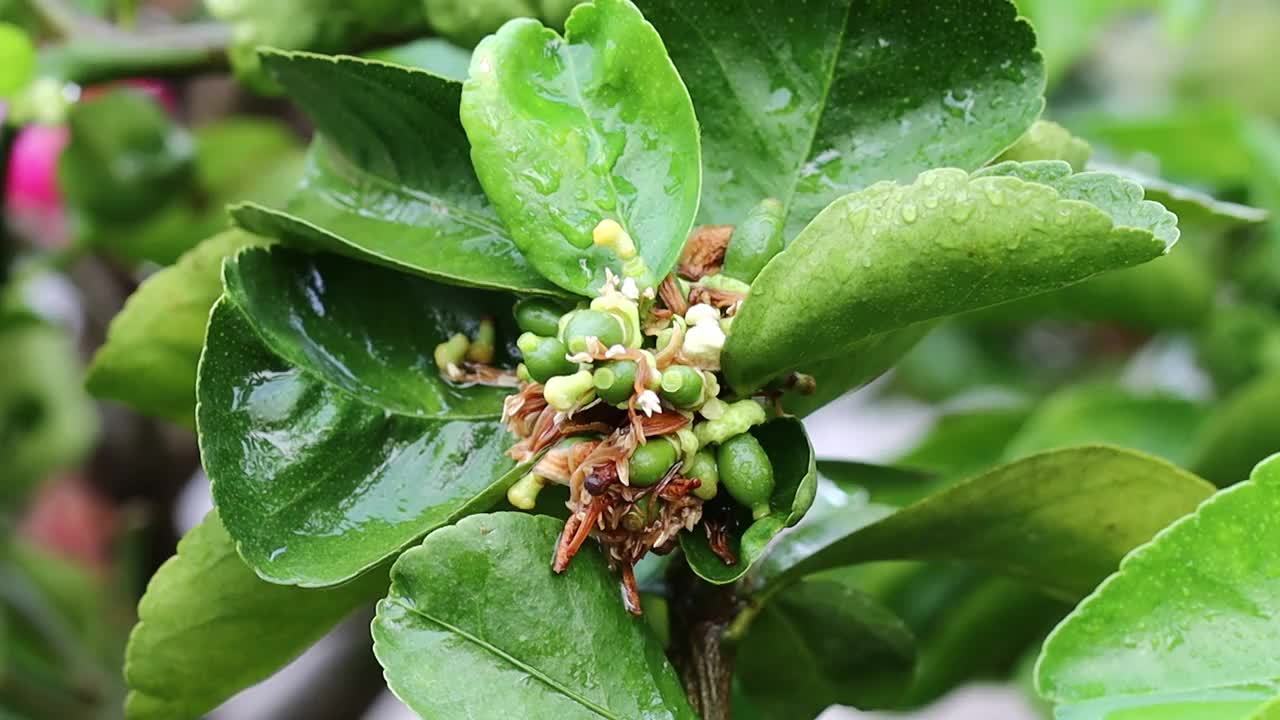 柠檬花与绿色的叶子在树上概念柠檬花和酸橙植物视频素材