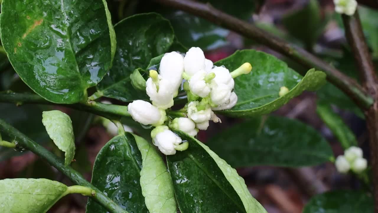 柠檬花与绿色的叶子在树上概念柠檬花和酸橙植物视频素材