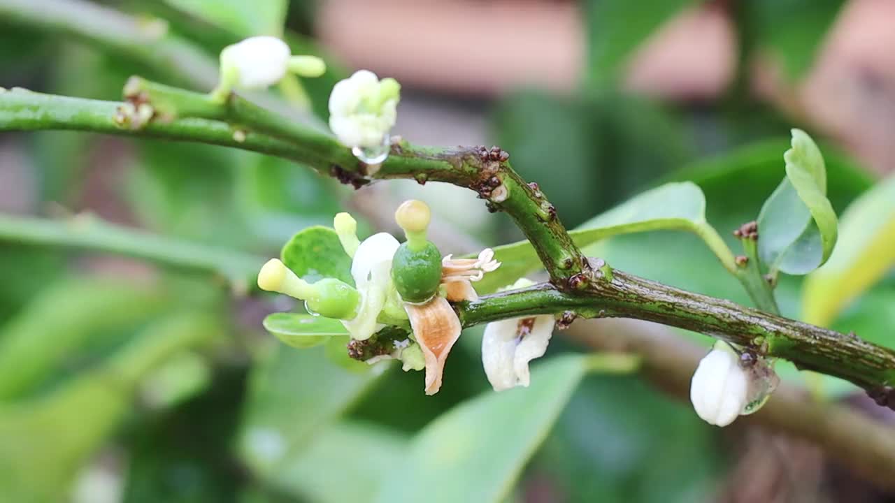 柠檬花与绿色的叶子在树上概念柠檬花和酸橙植物视频素材