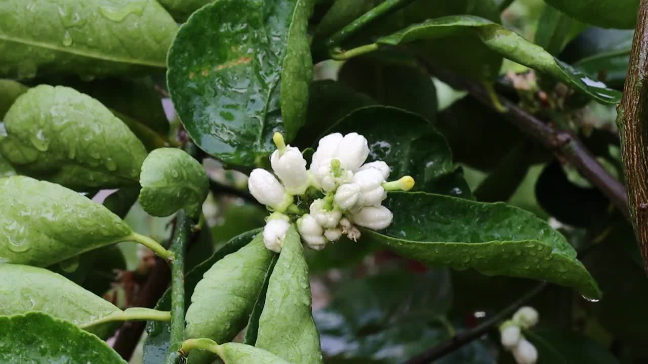 柠檬花与绿色的叶子在树上概念柠檬花和酸橙植物视频素材