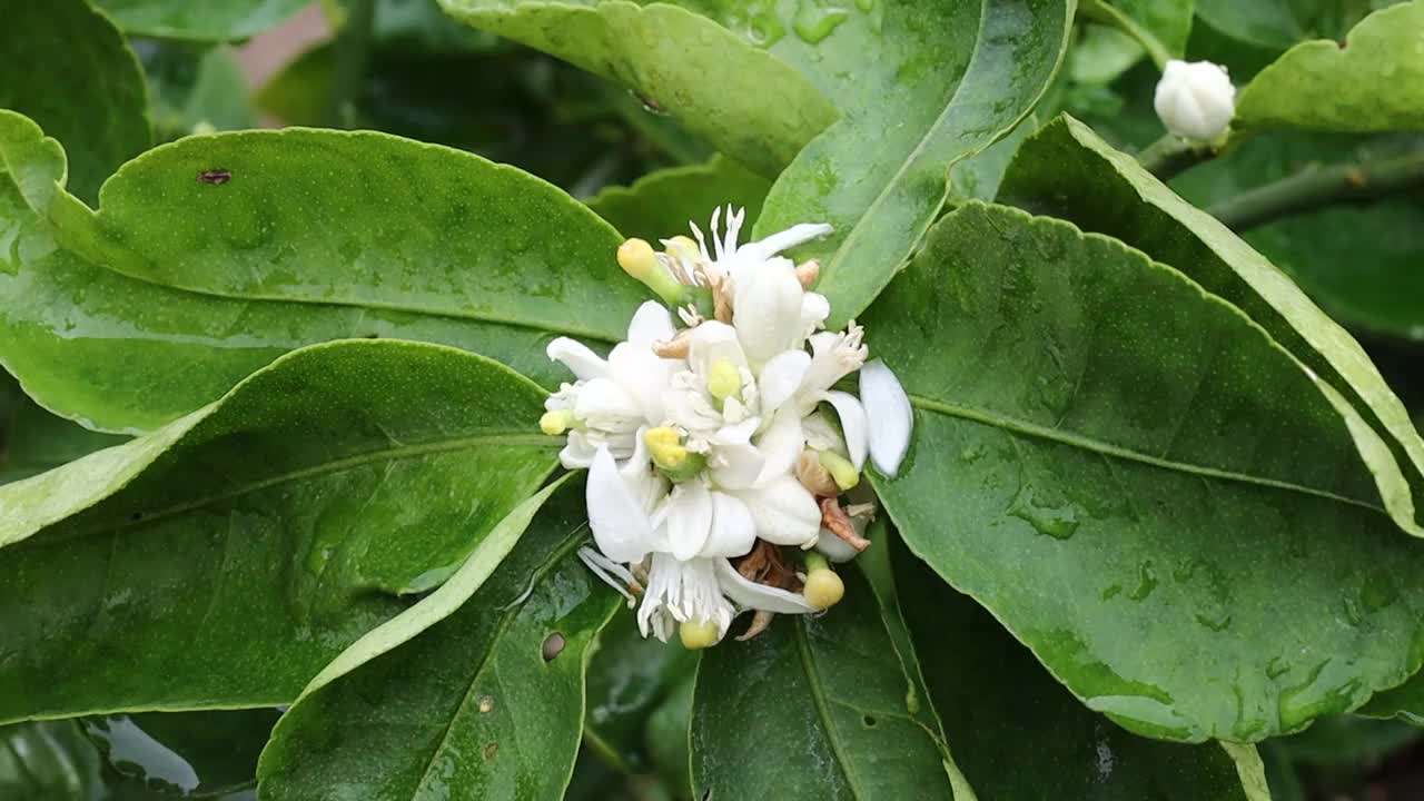 柠檬花与绿色的叶子在树上概念柠檬花和酸橙植物视频素材