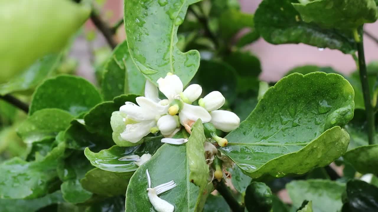 柠檬花与绿色的叶子在树上概念柠檬花和酸橙植物视频素材