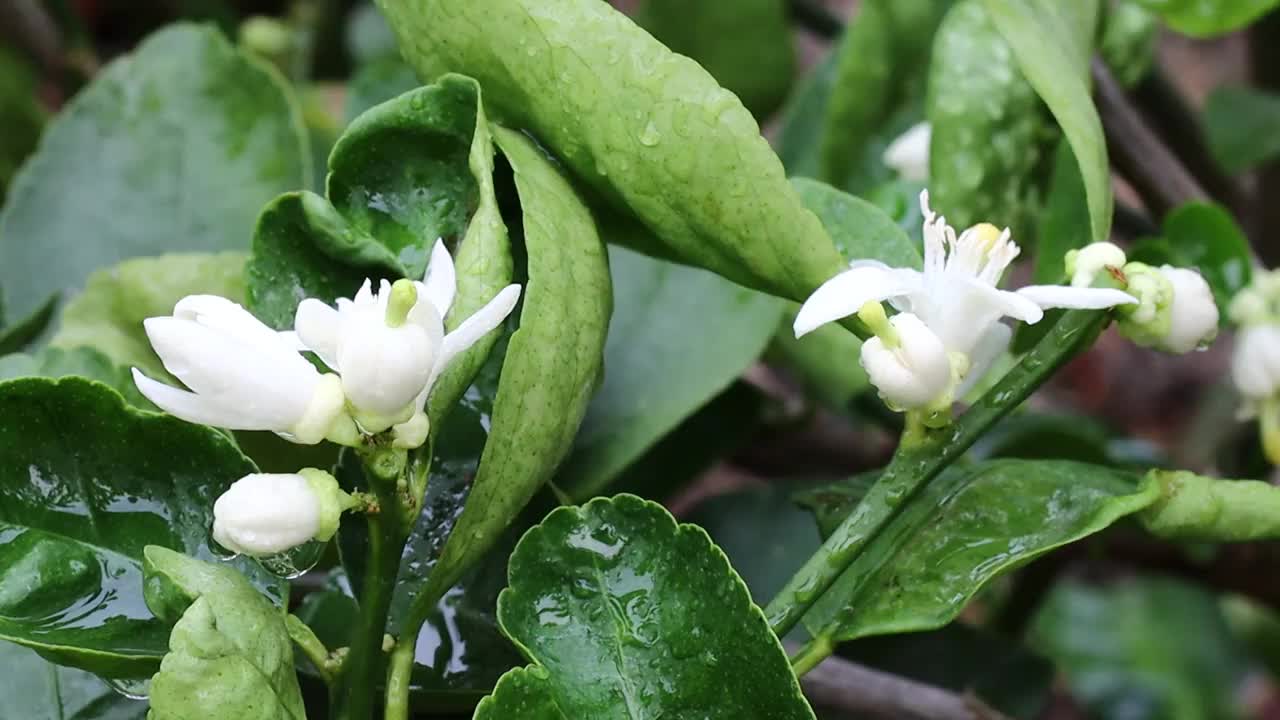 柠檬花与绿色的叶子在树上概念柠檬花和酸橙植物视频素材