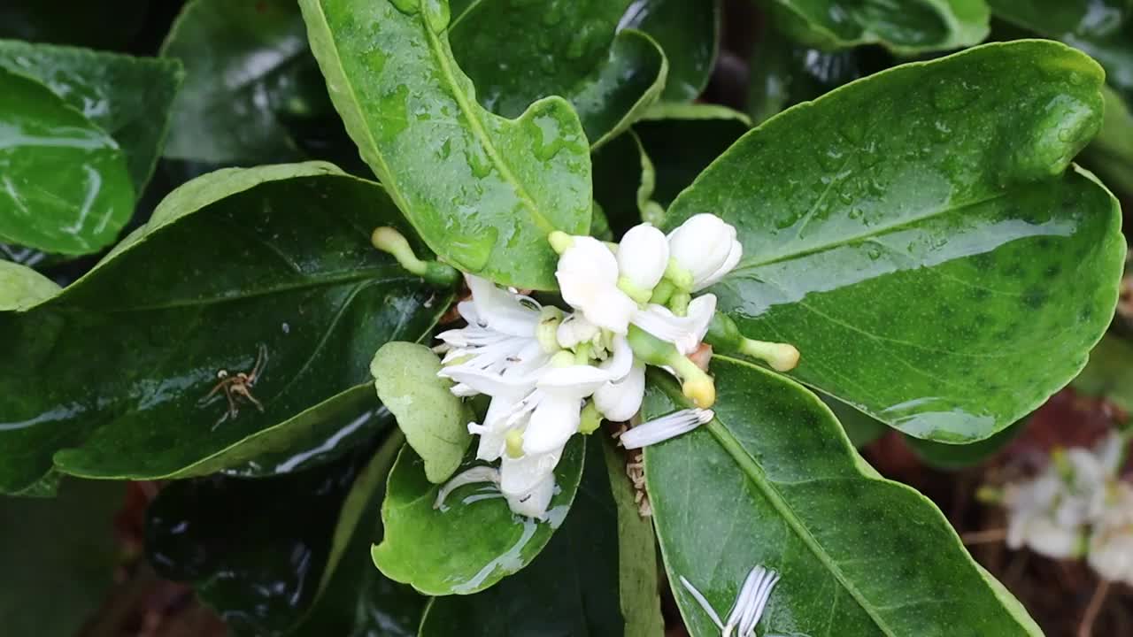 柠檬花与绿色的叶子在树上概念柠檬花和酸橙植物视频素材