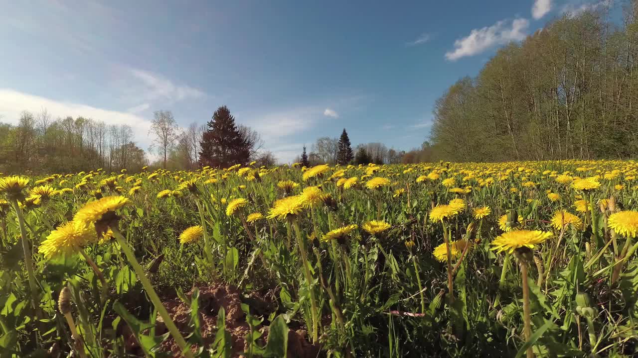 黄花蒲公英草甸和云雾，时光流逝视频素材