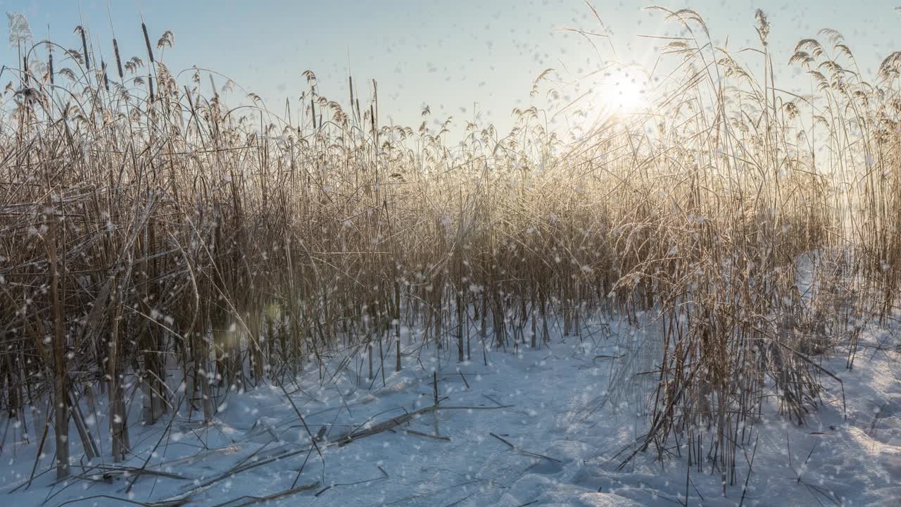 这是一个冬季的场景动画，汽车在积雪覆盖的道路上缓慢行驶，树叶从树上轻轻飘落。视频循环视频素材