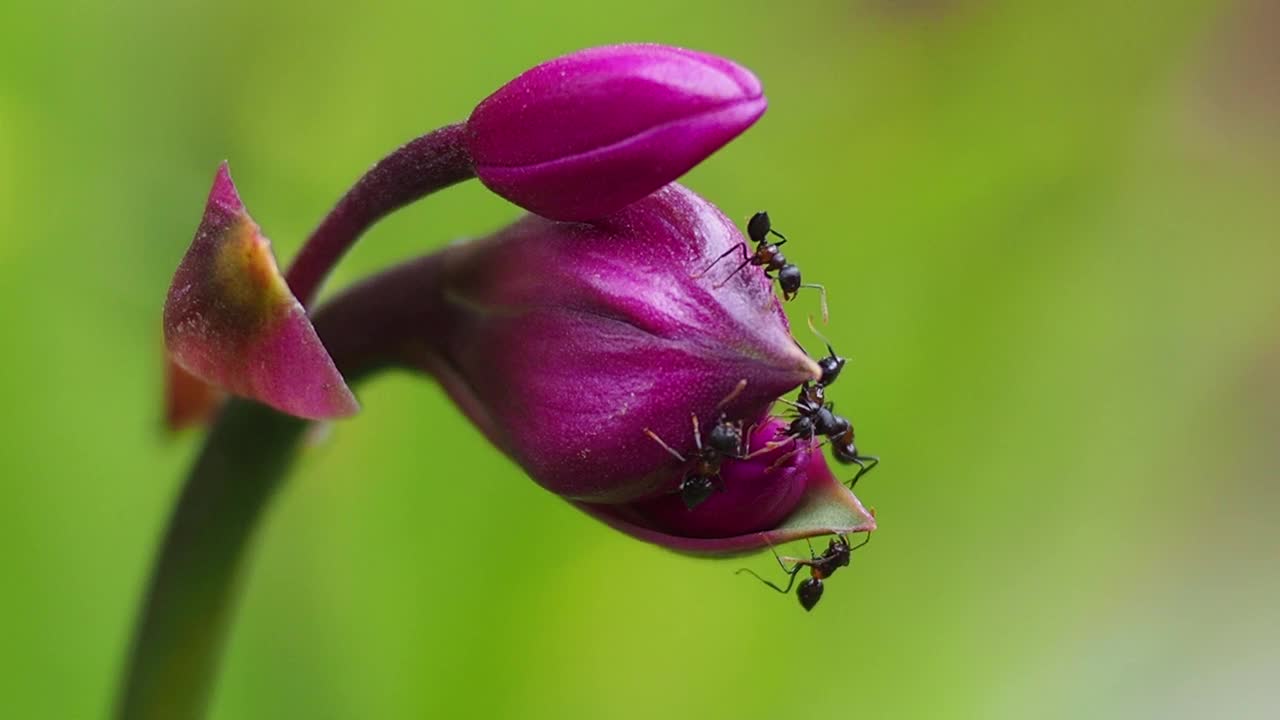 兰花上的黑蚂蚁视频素材