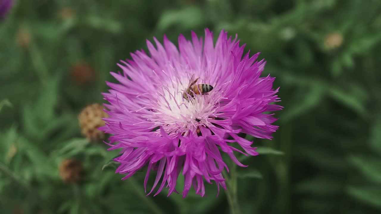 一只蜜蜂在花园里从蓝色的花朵上采集花蜜视频素材