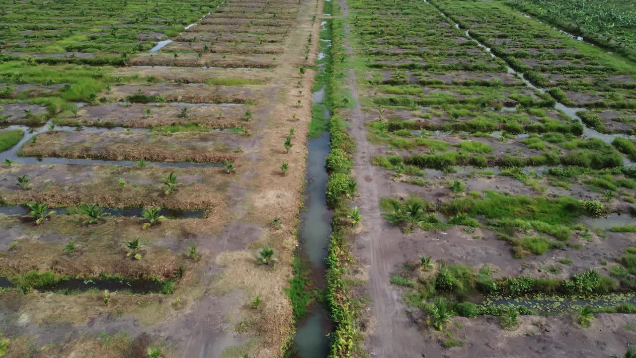 飞过栽满油棕的幼树视频素材