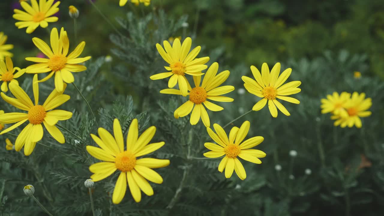 美丽的黄花在花园里绽放和花瓣，四季春夏，生态与环境，植物学在草地上，花卉在野外自然背景下，无人，无人。视频素材