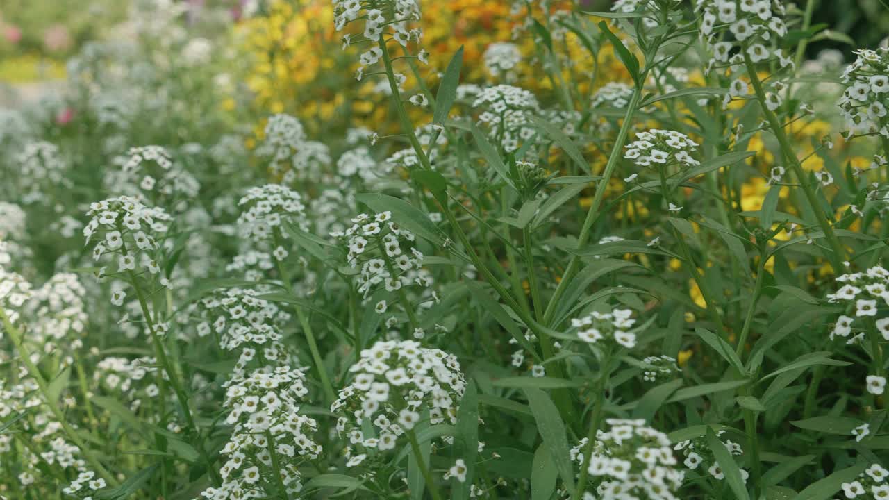 美丽的白花在花园里绽放和花瓣，四季春夏，生态与环境，植物学在草地上，花卉在野外自然背景下，无人，无人。视频素材