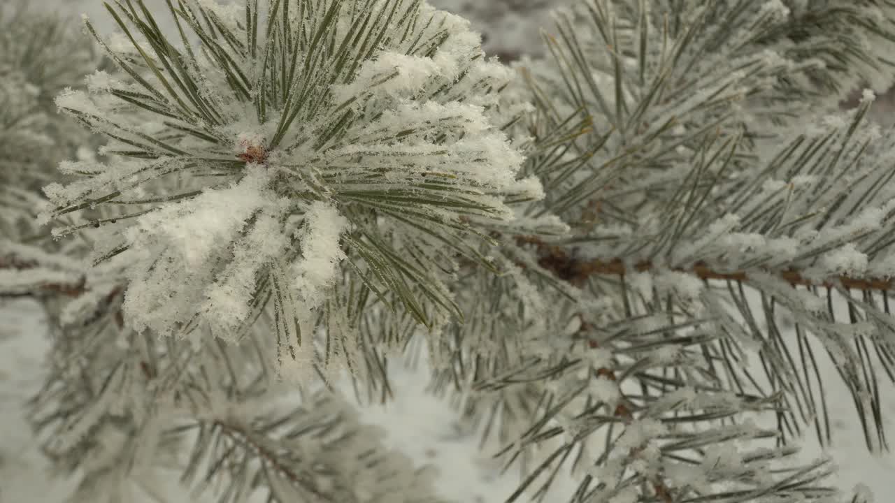 白雪覆盖的松树枝特写。美丽的树覆盖着新雪。令人难以置信的冬季花园。圣诞树。美丽的冬天，美丽的树木视频素材