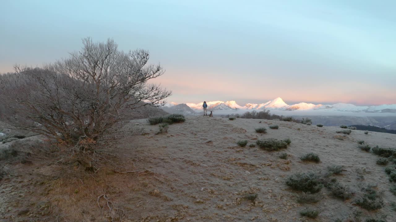 女徒步旅行者与背包和狗看雪山景观在日出的山顶上。鸟瞰图。视频素材