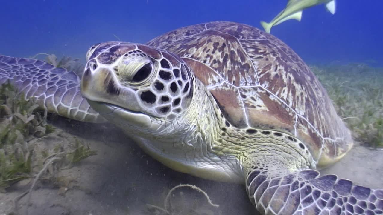 绿色海龟(Chelonia mydas)吃海草的细节视频素材