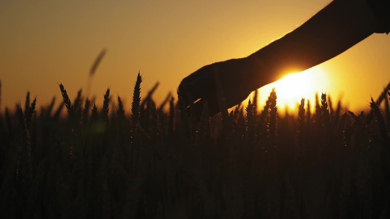 在夕阳的照耀下，手拿小麦。日落时分，一个男人的手摸着麦田里干燥的小麦穗的剪影。视频素材